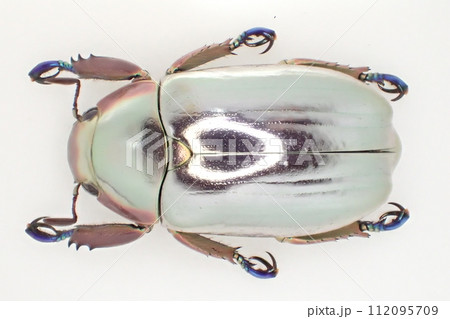 クルサルギレアプラチナコガネ！BIG size！標本085 クルサルギレア