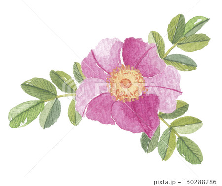 ハマナス 浜茄子 浜梨 はまなすのイラスト素材 - PIXTA