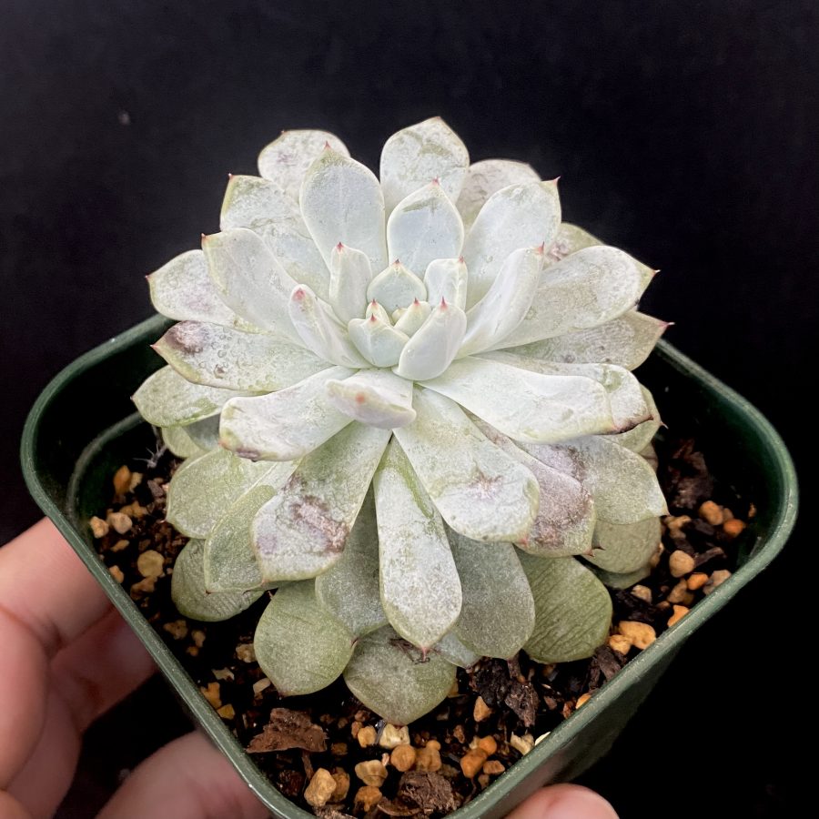 ビアンテ | TOMOZOO