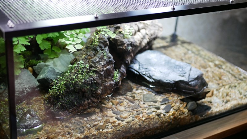 イモリ水槽レイアウト！アクアテラリウムで作ってみた！ | となりの
