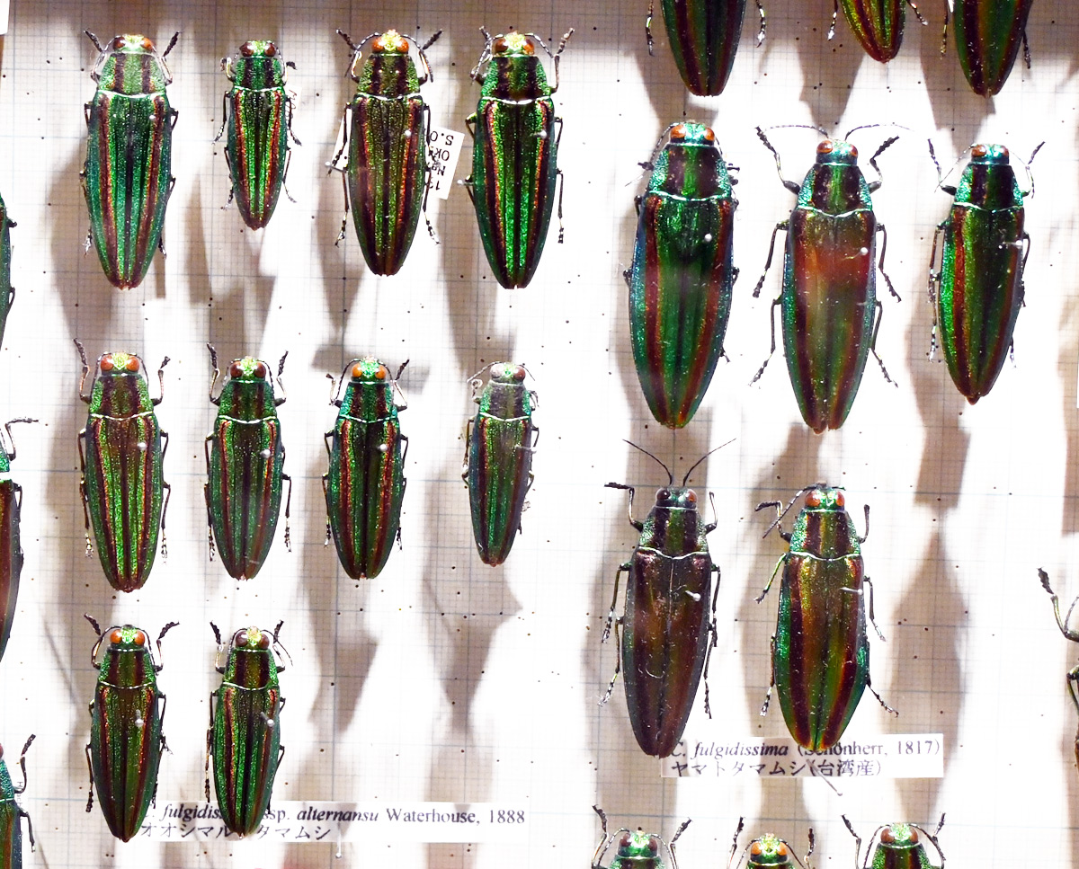 玉蟲-生きた宝石-」展 レポート その1 ときてっと TOKITETO