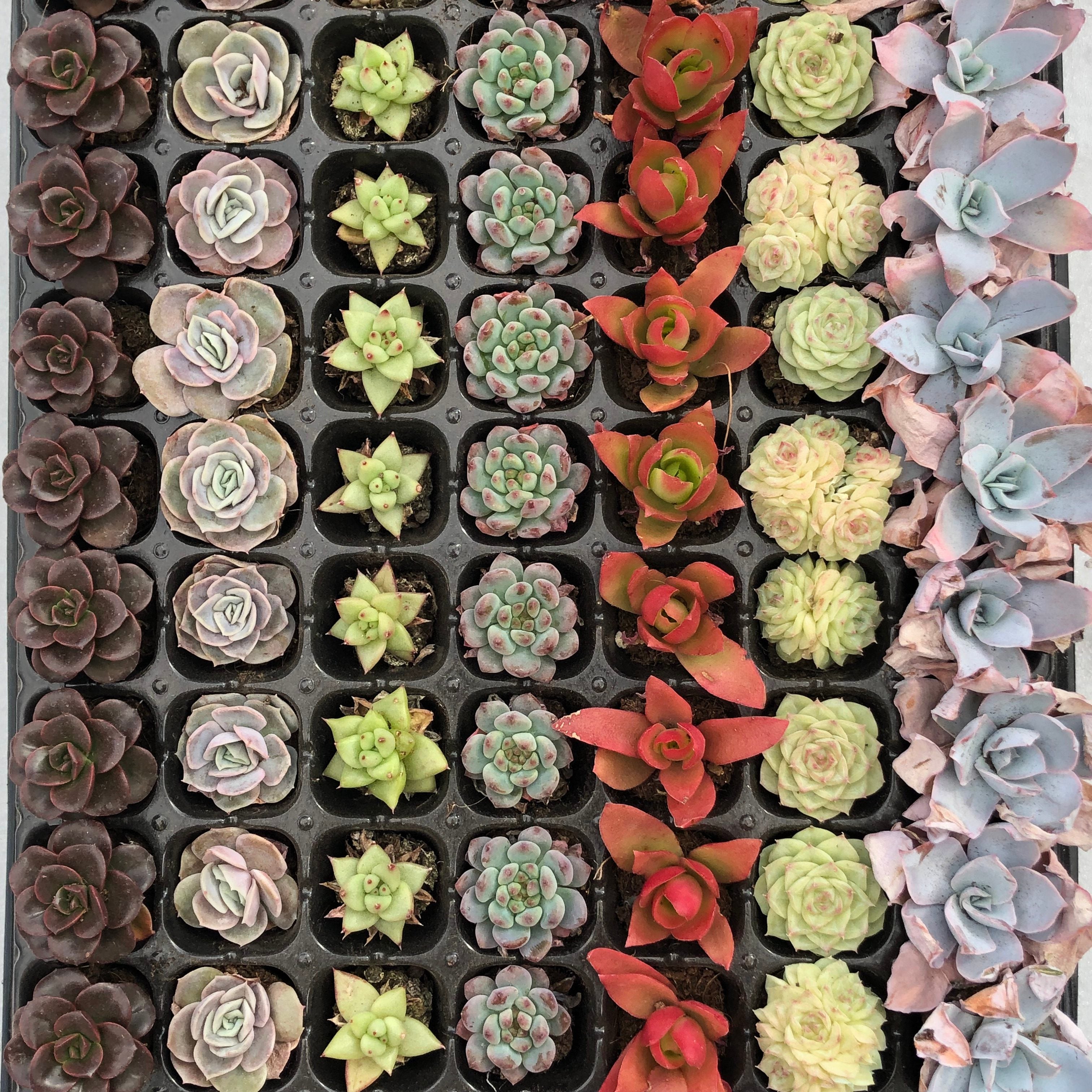 プラグトレー ミックス苗 – Top Succulent®