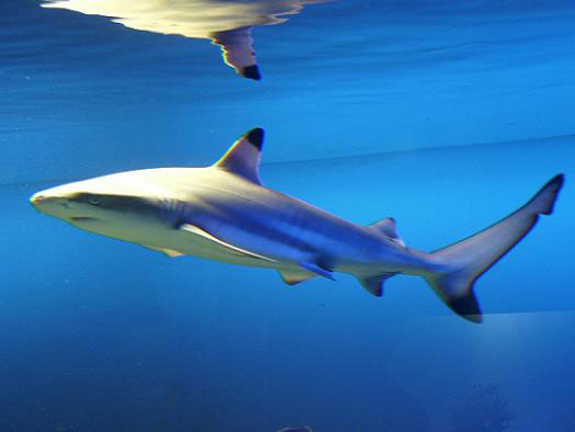 ブラックチップシャーク（ツマグロ）の写真｜としとしWeb水族館・魚図鑑