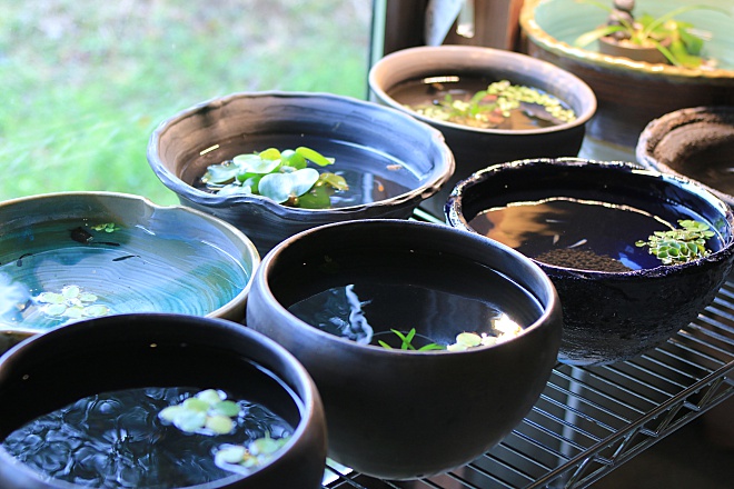 メダカ鉢・ビオトープ鉢 | 益子焼窯元よこやま