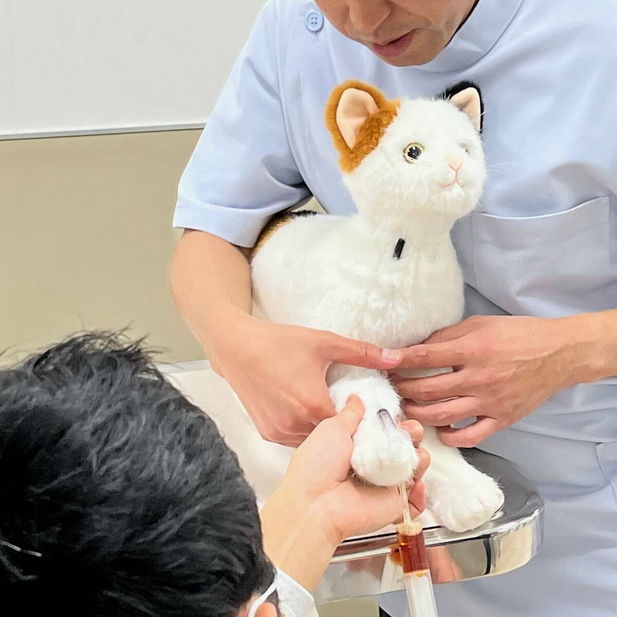 倉敷芸科大が企業と共同開発 猫型採血シミュレーター「ねこにゃん」6月