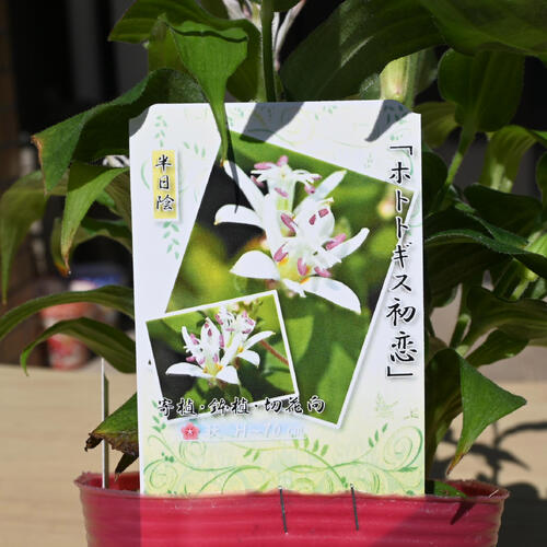 楽天市場】2026年NEW ホトトギス 初恋 ポット苗 山野草 多年草 : 園芸