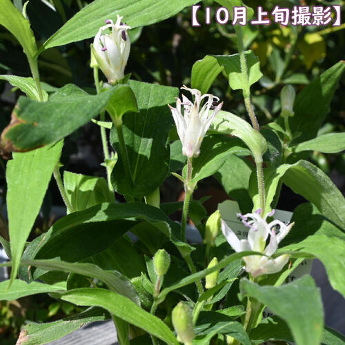 楽天市場】2026年NEW ホトトギス 初恋 ポット苗 山野草 多年草 : 園芸