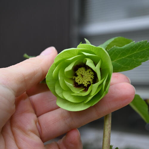 楽天市場】2026年NEW クリスマスローズ 苗 5号プラ鉢入り