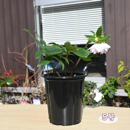 楽天市場】2026年NEW クリスマスローズ 苗 5号プラ鉢入り