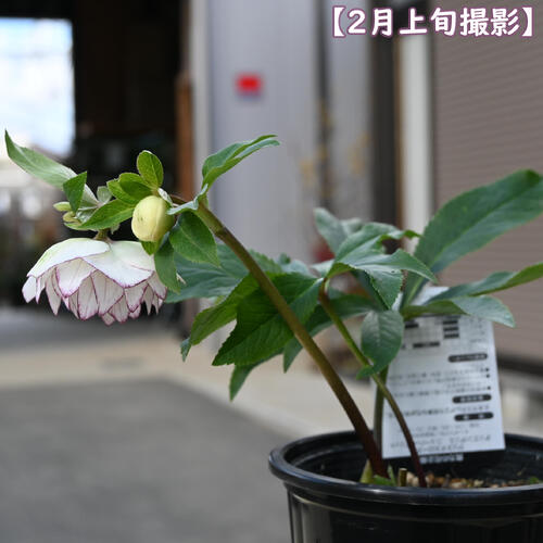 玲雪「新春セール」クリスマスローズ 小苗 かぐや姫×DDオキシ系いろは