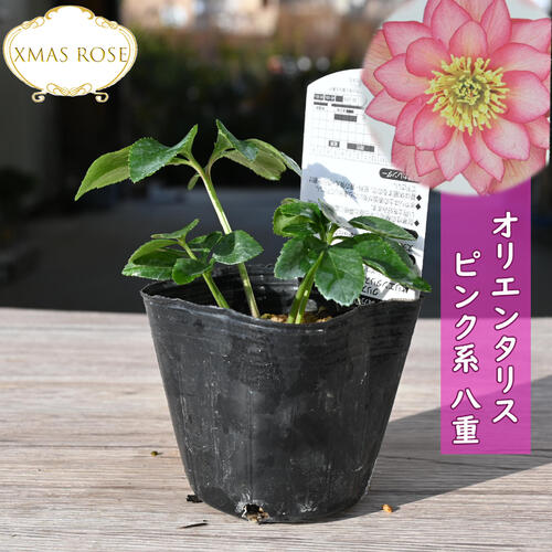 楽天市場】2023年新入荷苗 クリスマスローズ オリエンタリス ピンク系