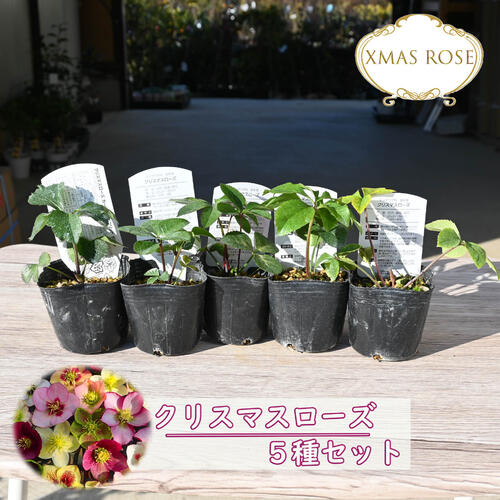 楽天市場】苗 クリスマスローズ 5種セット クリスマスローズ苗 色んな