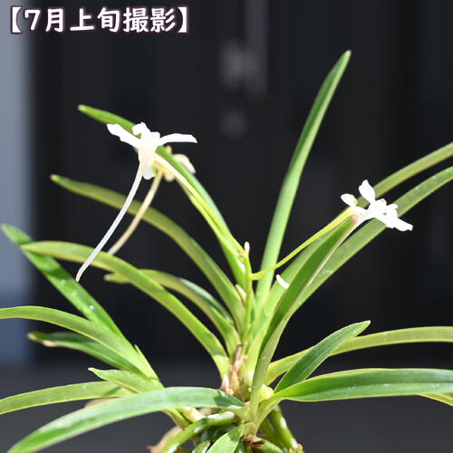 楽天市場】2025年NEW 現品 富貴蘭 胡蝶の舞 鉢植え 風蘭 プラ鉢入り