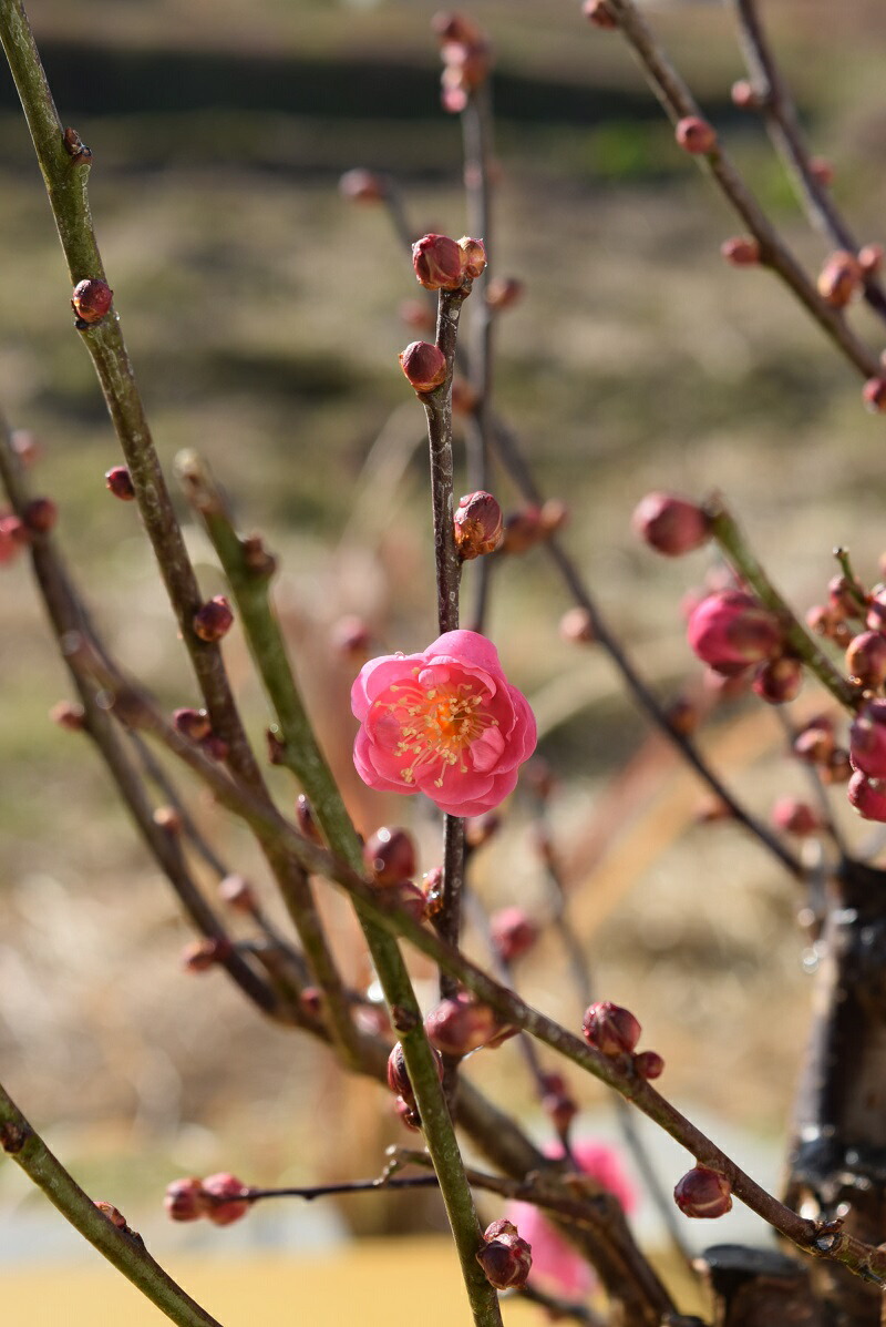 楽天市場】現品の八重紅梅梅本格梅盆栽花梅 寒梅 2021年1月19日 撮影
