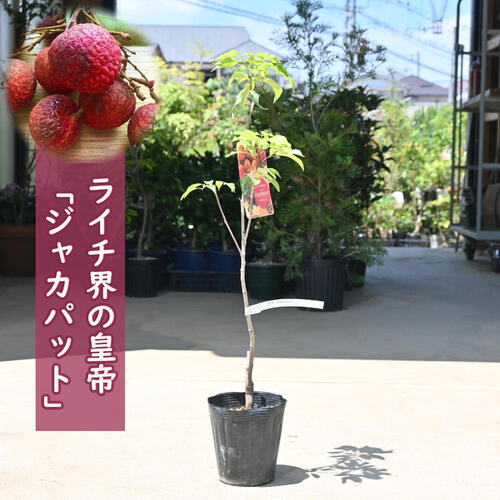 楽天市場】2024年NEWトロピカルフルーツ ライチ苗木 ジャカパット