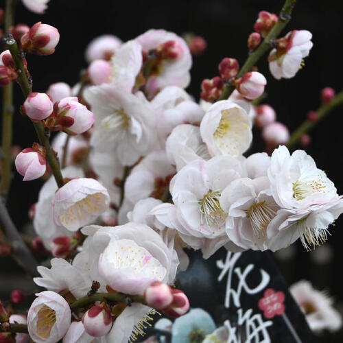 楽天市場】2026年2月～3月開花 梅盆栽 思いのまま 咲き分け 八重咲き