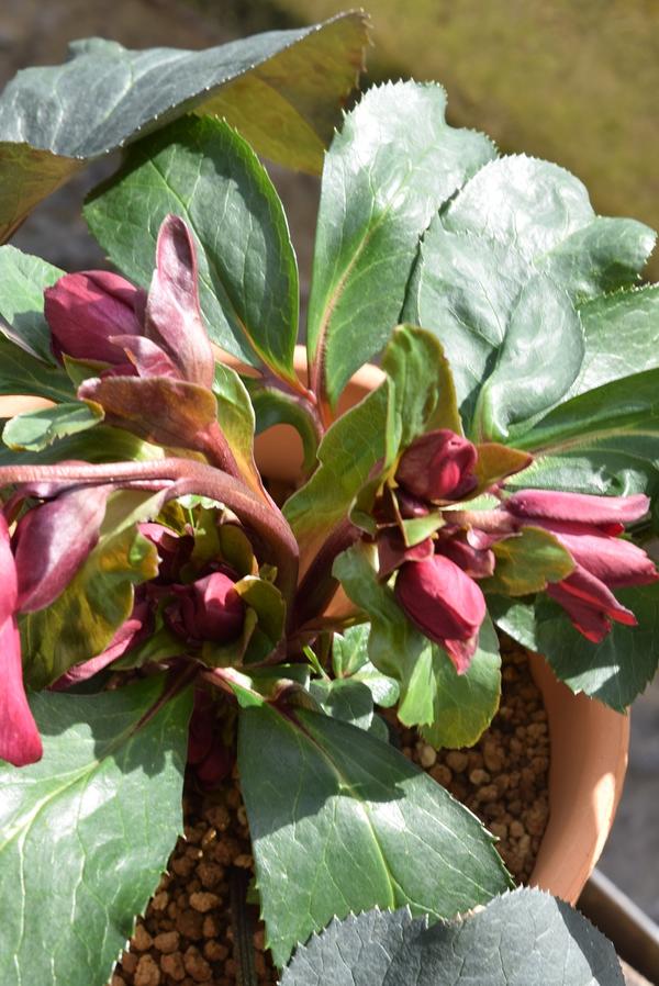 楽天市場】2025年クリスマスローズ1月〜2月開花見込みピンクニゲル