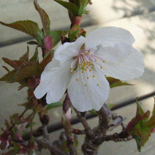 楽天市場】早咲き桜 信濃桜2026年3月頃開花 信濃寒桜 盆栽 桜盆栽