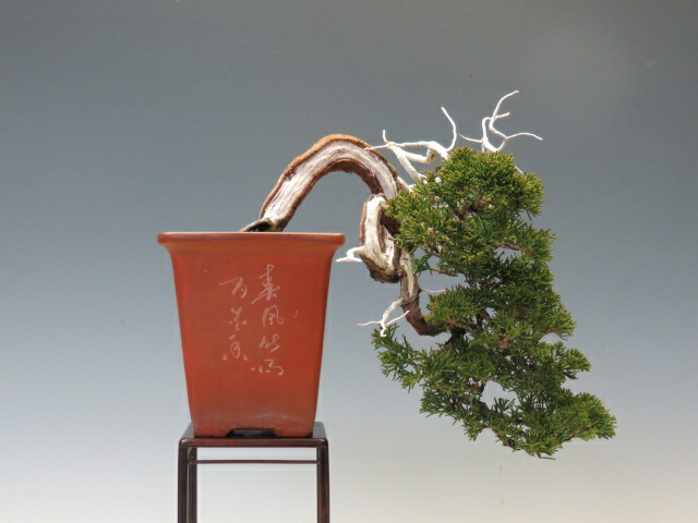 植木 盆栽 真柏 ミニ盆栽」の人気商品一覧 | 安い商品を通販サイトから