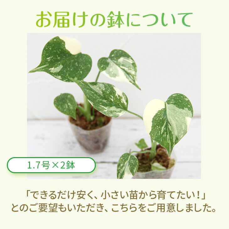 楽天市場】『斑入りモンステラ「タイ コンステレーション」』 2.5号