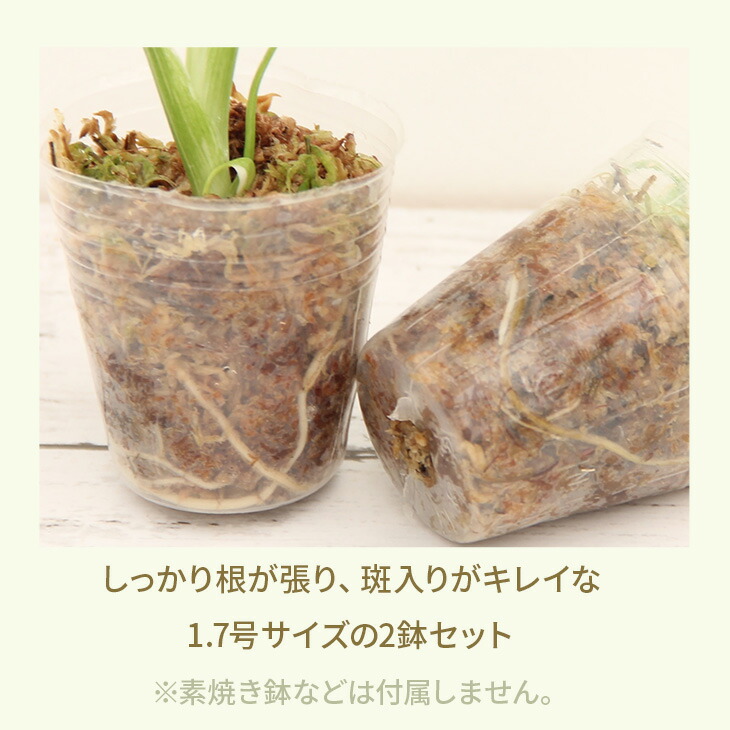 楽天市場】『斑入りモンステラ「タイ コンステレーション」』 2.5号