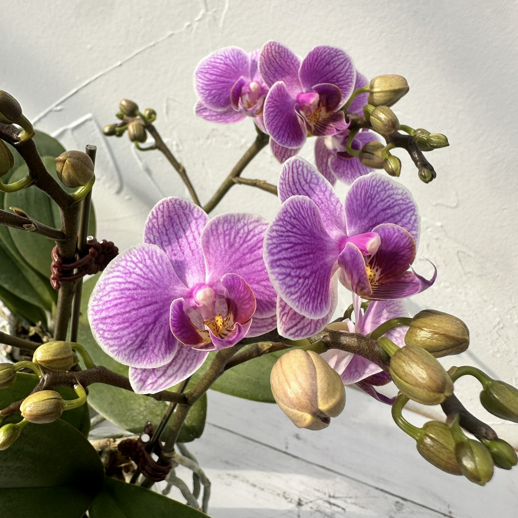 楽天市場】『ミニ胡蝶蘭「ヤングホーム パープル」【花咲く苗セット