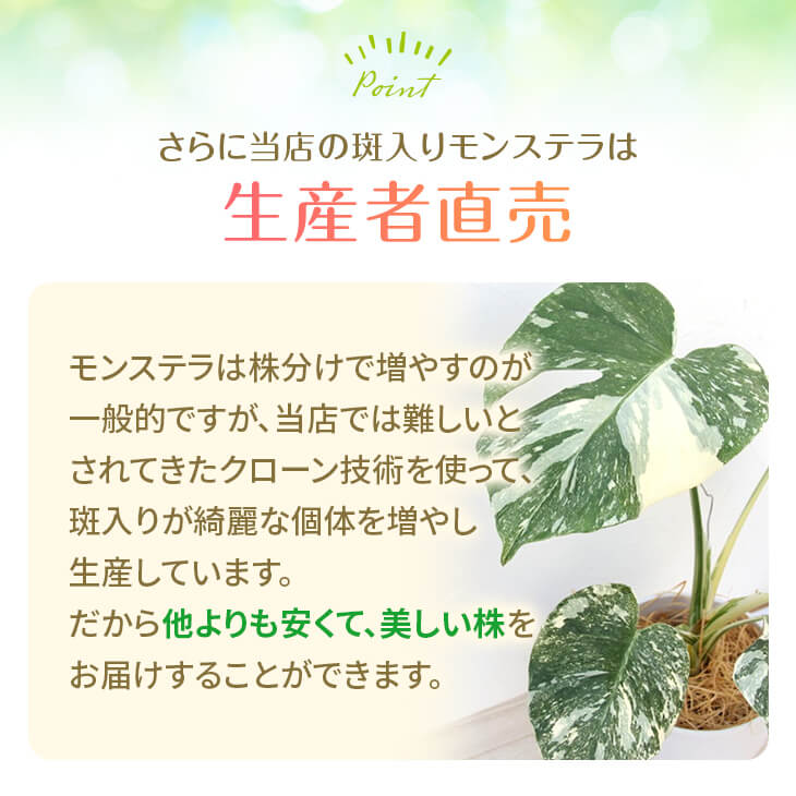 楽天市場】『斑入りモンステラ「タイ コンステレーション」』 2.5号