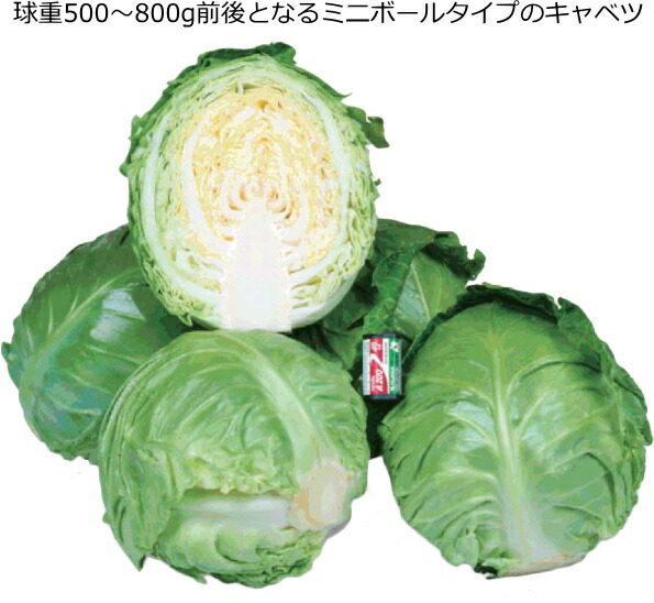 楽天市場】『 ミニックス 40 』 キャベツ 種子 70粒 : なえ屋