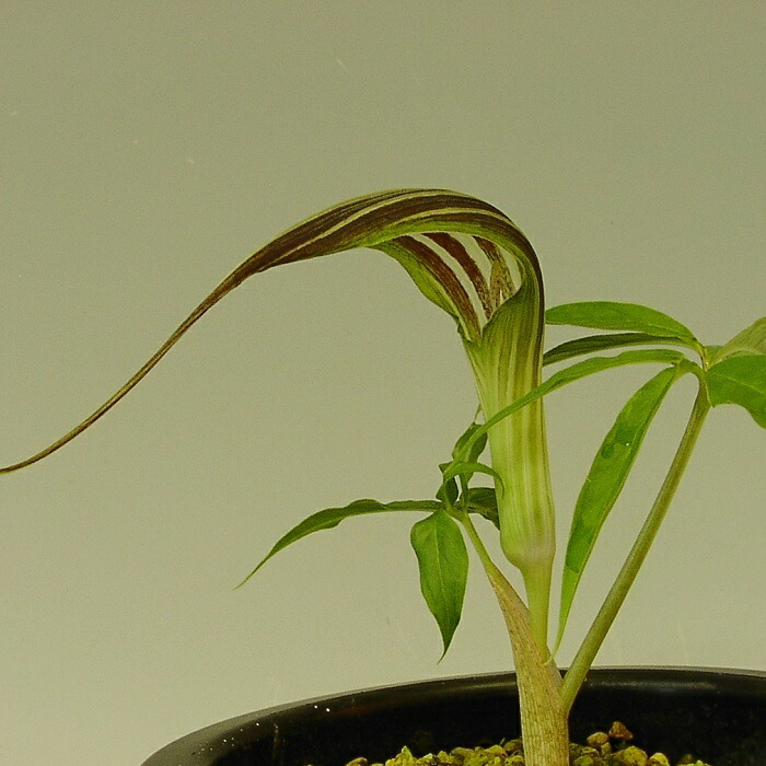 楽天市場】ホロテンナンショウ : 南九州植物園