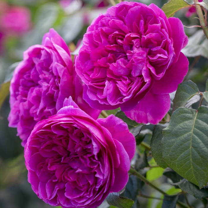 楽天市場】予約販売 バラ苗 バラ大苗 イングリッシュローズ ジェームズ