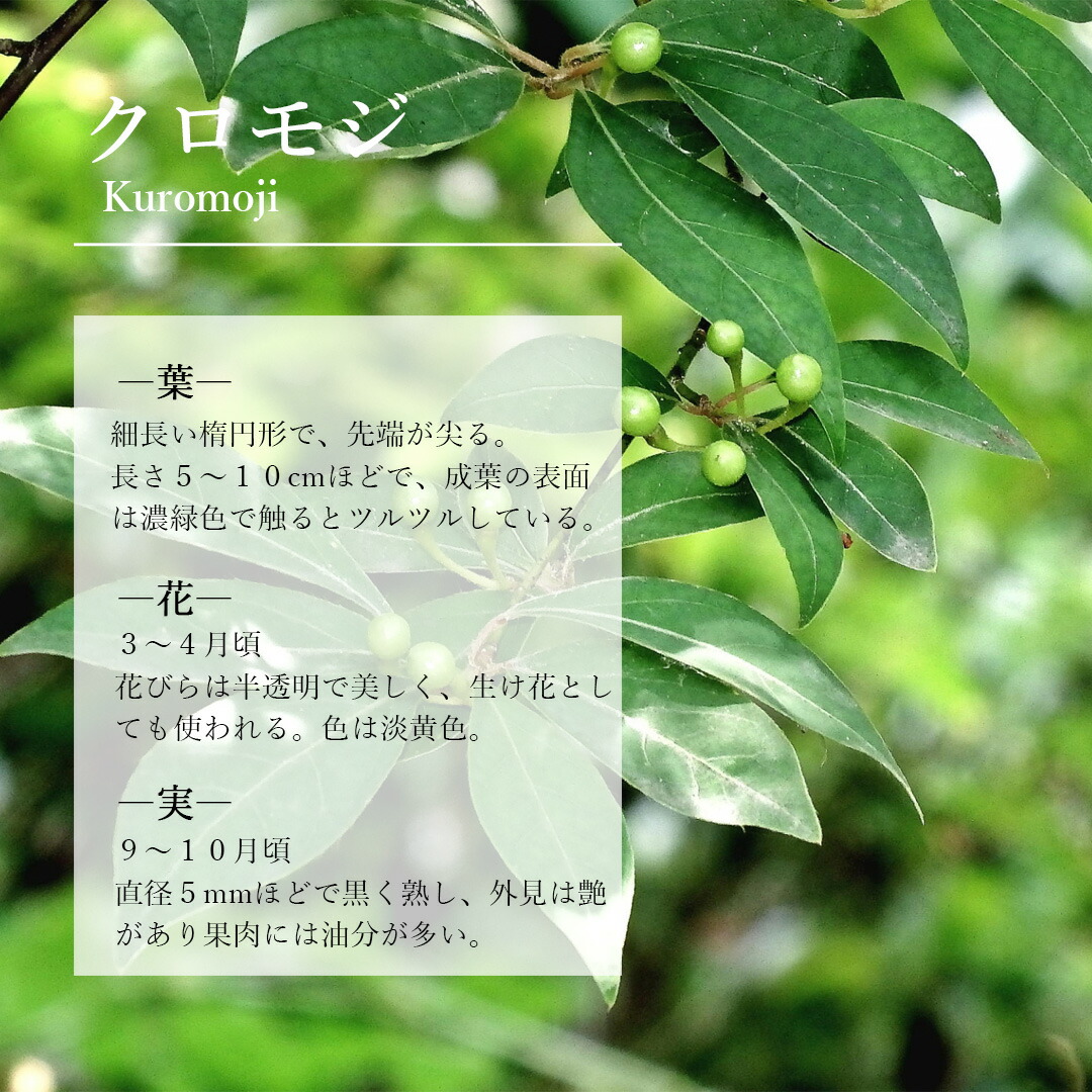 楽天市場】【現品】山採り【クロモジ】黒文字 株立ち 自然風樹形 樹高H