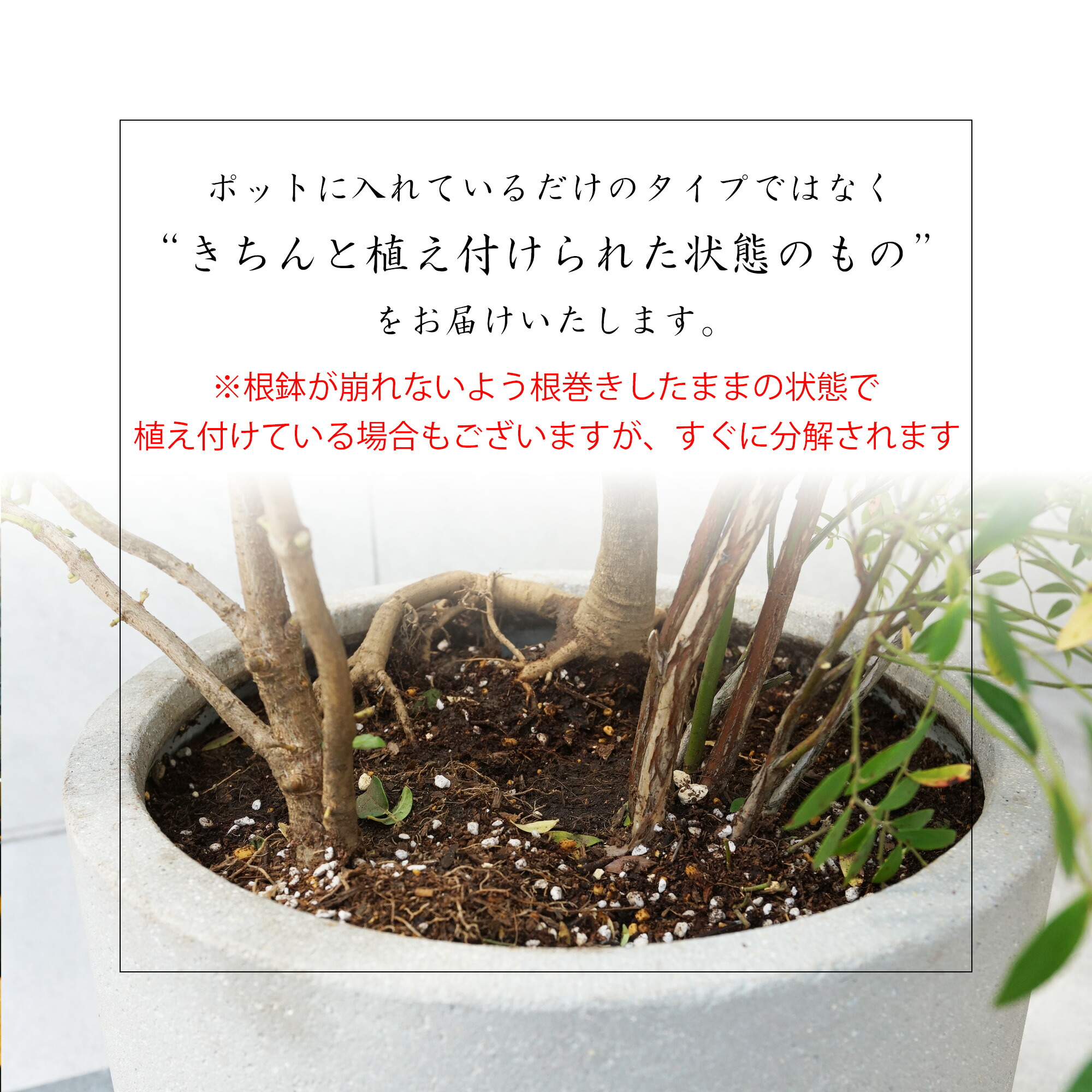 楽天市場】【現品】鉢植え【オリーブの木】ネバディロブランコ 自然風