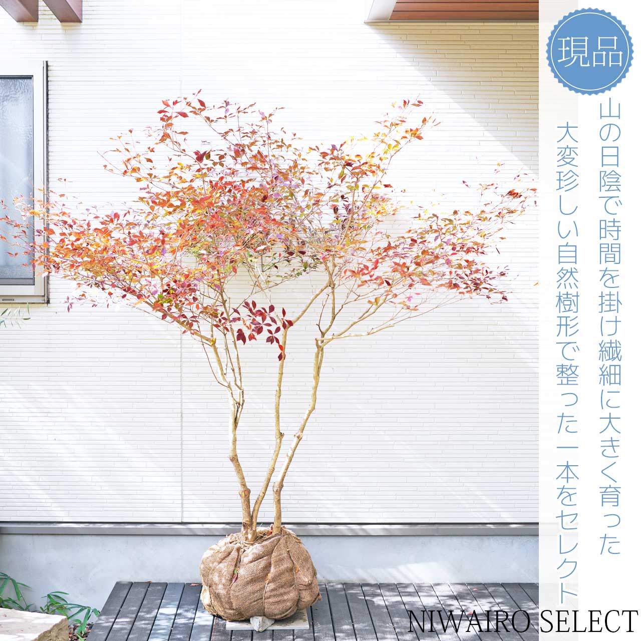 上品。山採りドウダンツツジ。 楽天市場】山採り【ドウダンツツジ