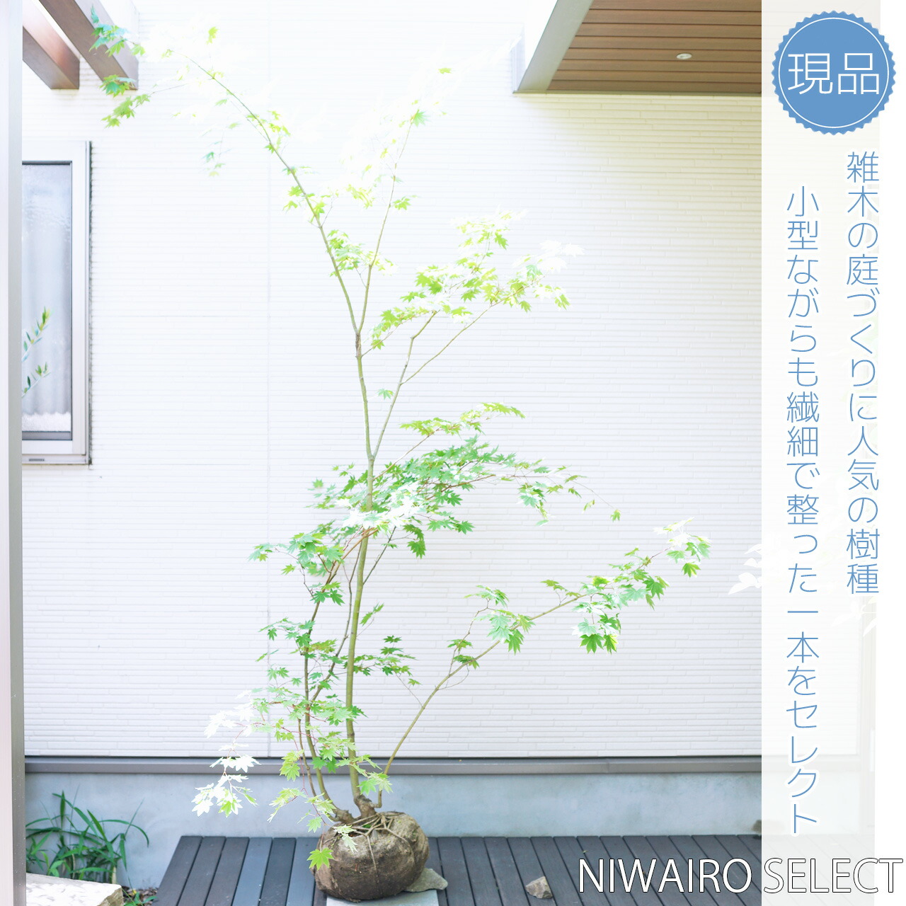 楽天市場】山採り【カエデ】楓 コハウチワカエデ 自然樹形 樹高H≒225