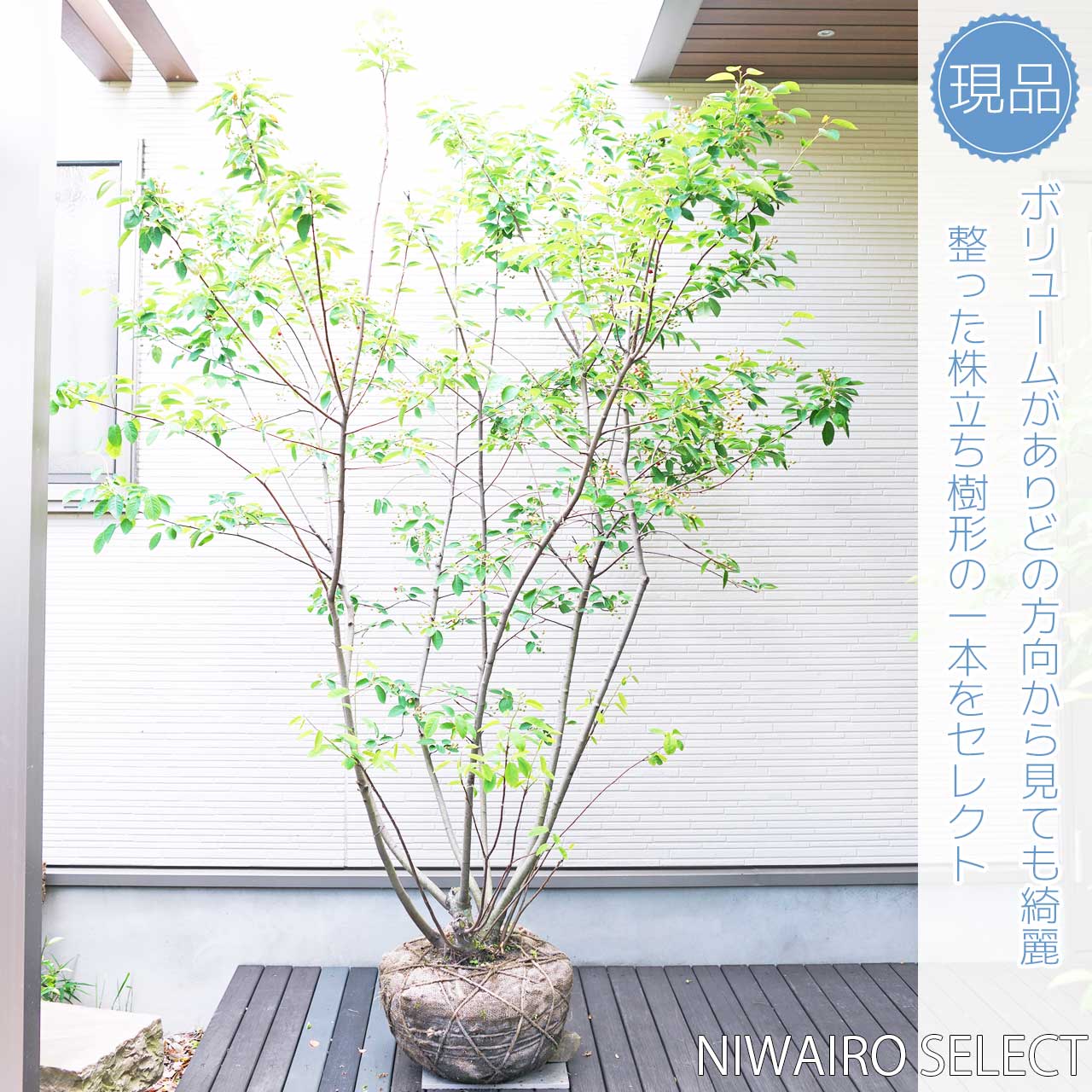 楽天市場】【ジューンベリー】株立ち 自然樹形 樹高H≒200 × 枝張W