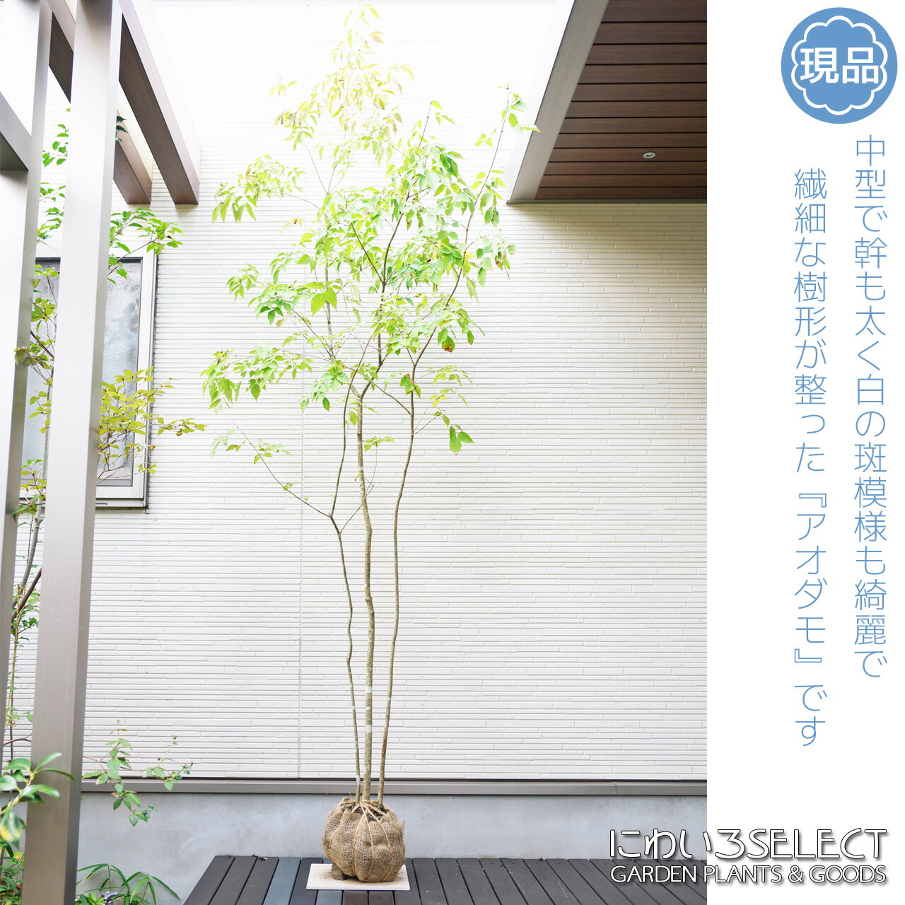 専用 山採り アオダモ コハウチワカエデ 混合株 52アオダモ 専用 山