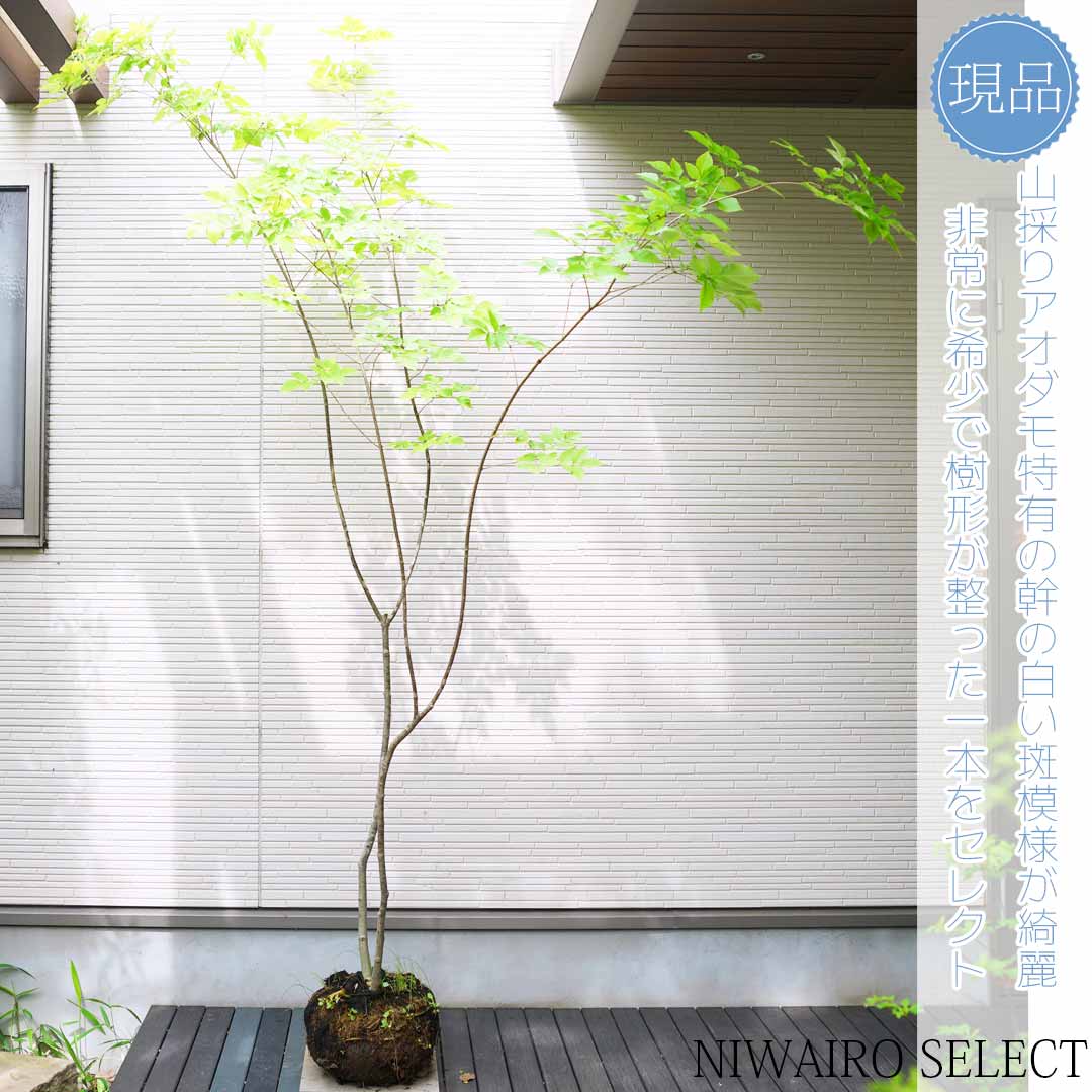 91 山採り　アオダモ　ミヤマガマズミ付き 503 山採り アオダモ コバノガマズミ 混合株 503 山採り アオダモ