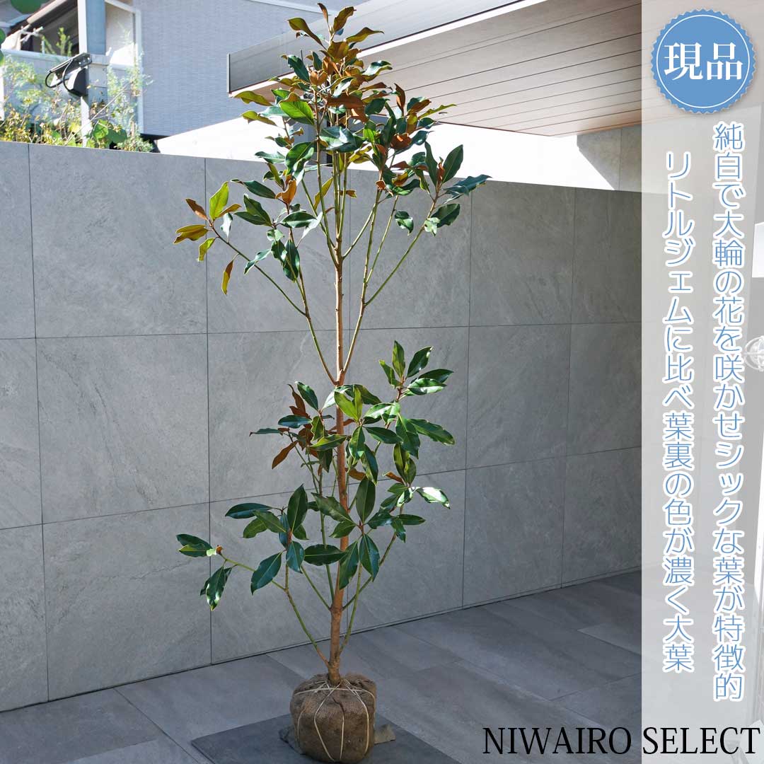 楽天市場】【現品】【ケイパレス】タイサンボク 矮性 自然風樹形 樹高H