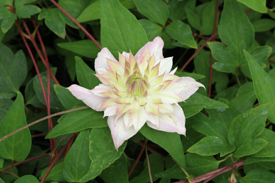 楽天市場】クレマチス '五弓桃万重' 系統：フロリダ系 4.5号ロング