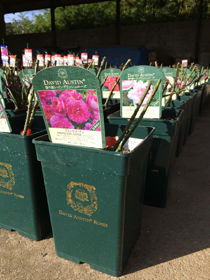 楽天市場】ロアルド・ダール（Ausowlish）（大苗）7号鉢植え