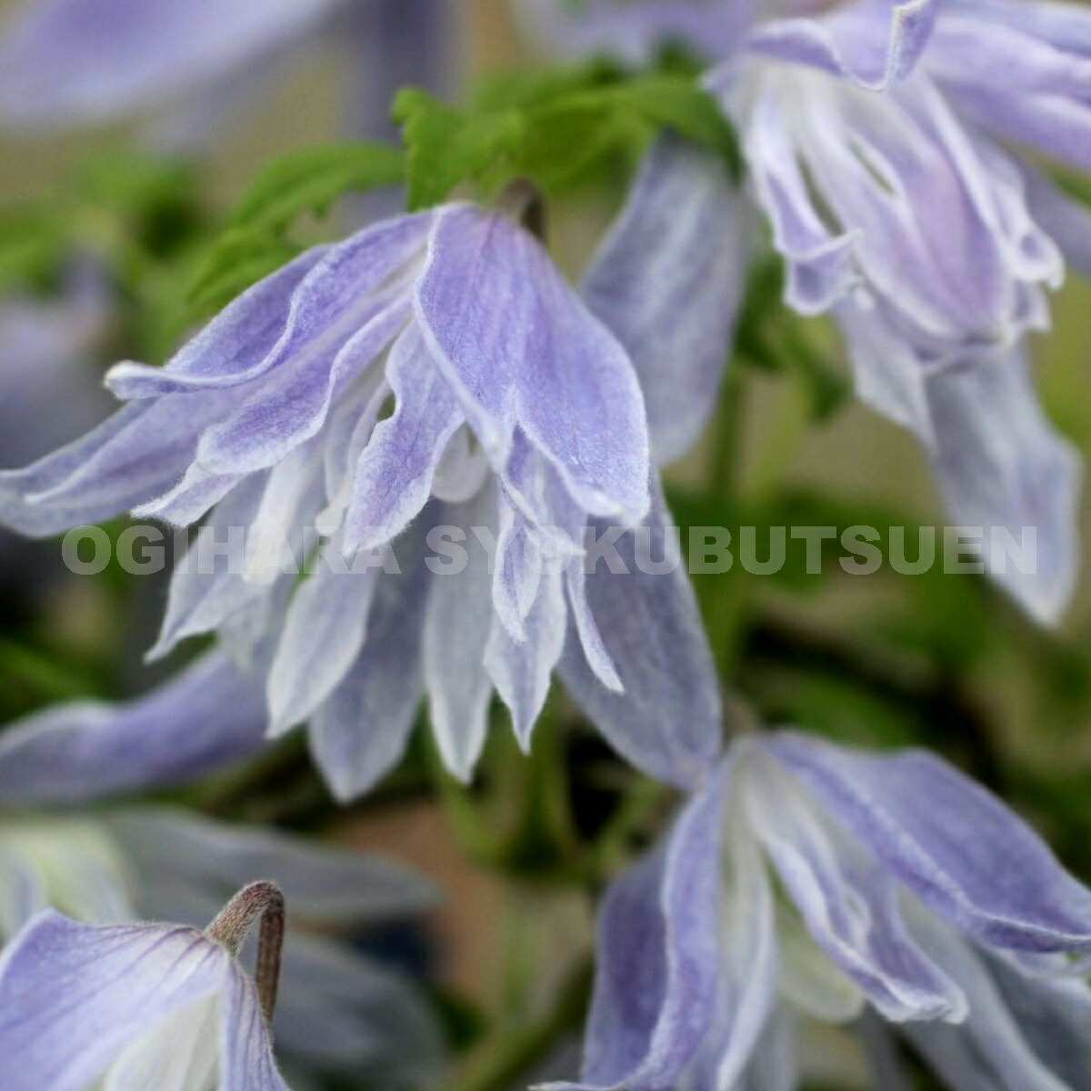 楽天市場】クレマチス マクロペタラ 'ウェッセルトン' 開花鉢 : お