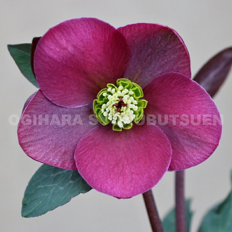 楽天市場】クリスマスローズ 'アンナズ レッド' 大苗【開花終了】 : お