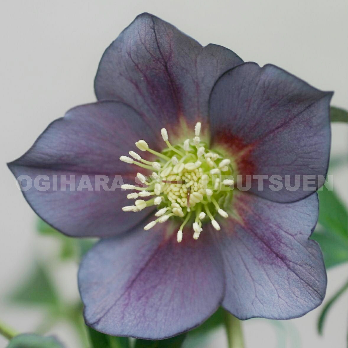 楽天市場】クリスマスローズ ブルー系（シングル）大苗 : おぎはら植物園