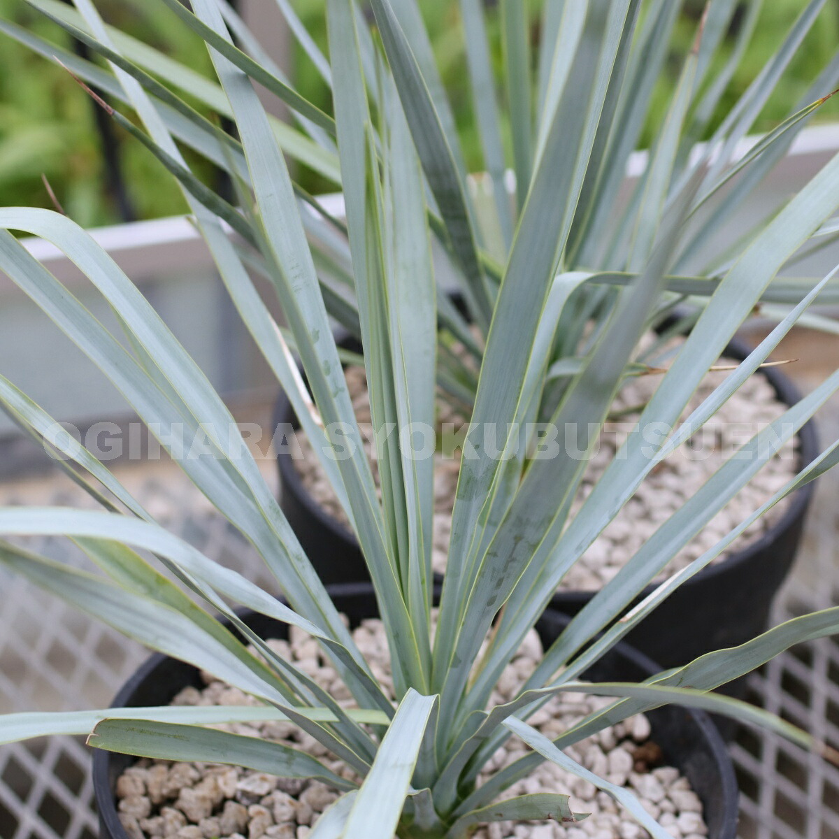 楽天市場】ユッカ リギダ : おぎはら植物園