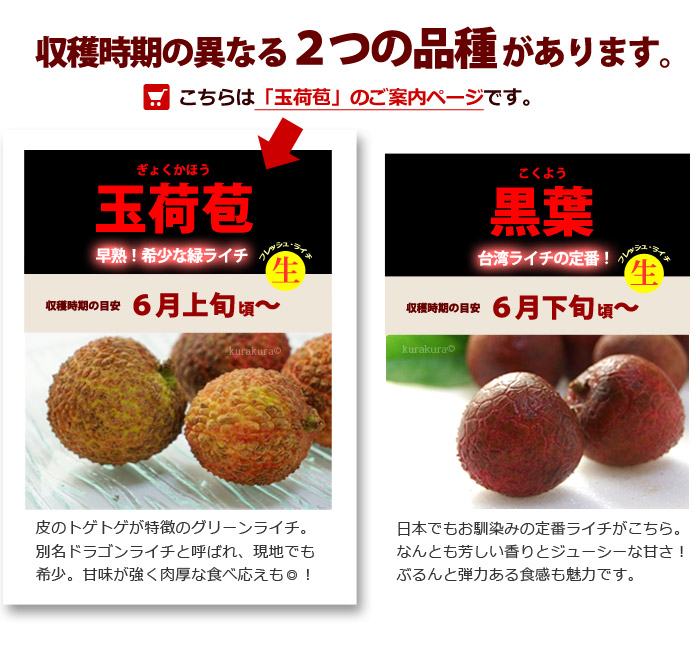 楽天市場】台湾ライチ 玉荷包 (約1kg) 台湾産 玉荷苞 ライチ 生ライチ