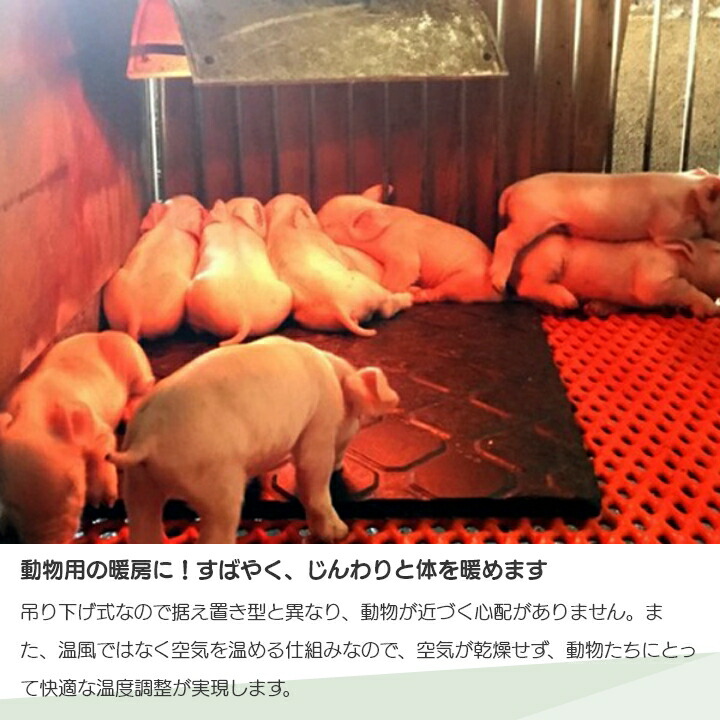 楽天市場】【1/25〜2/25開催！当選確率1/2☆最大100%P還元！要