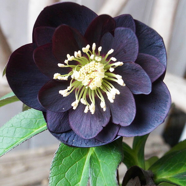 楽天市場】クリスマスローズ ダブル 開花株 ブラックブロッチ 4.5号