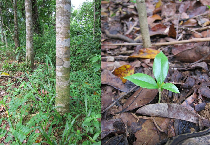 楽天市場】ベトナム産高級栽培沈香 100g量り売り【中高ランク】沈水