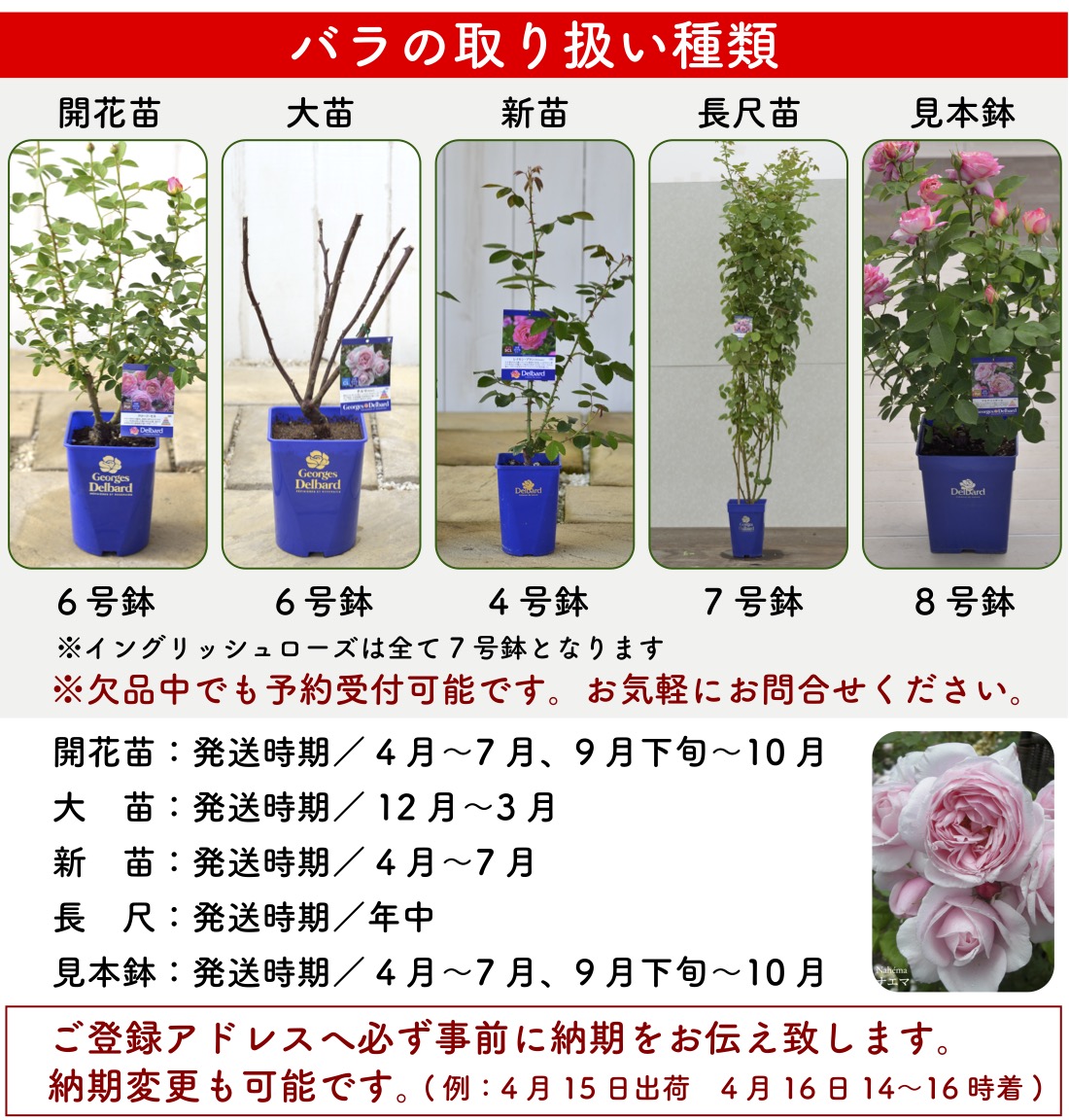 楽天市場】送料無料【ザ セレスティアル 6号鉢大苗予約】鉢植え バラ