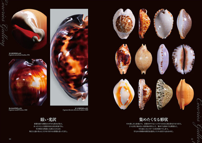 下*田様 貝殻 まとめ売り （タカラ貝等々…） 標本 下*田様 貝殻 まとめ